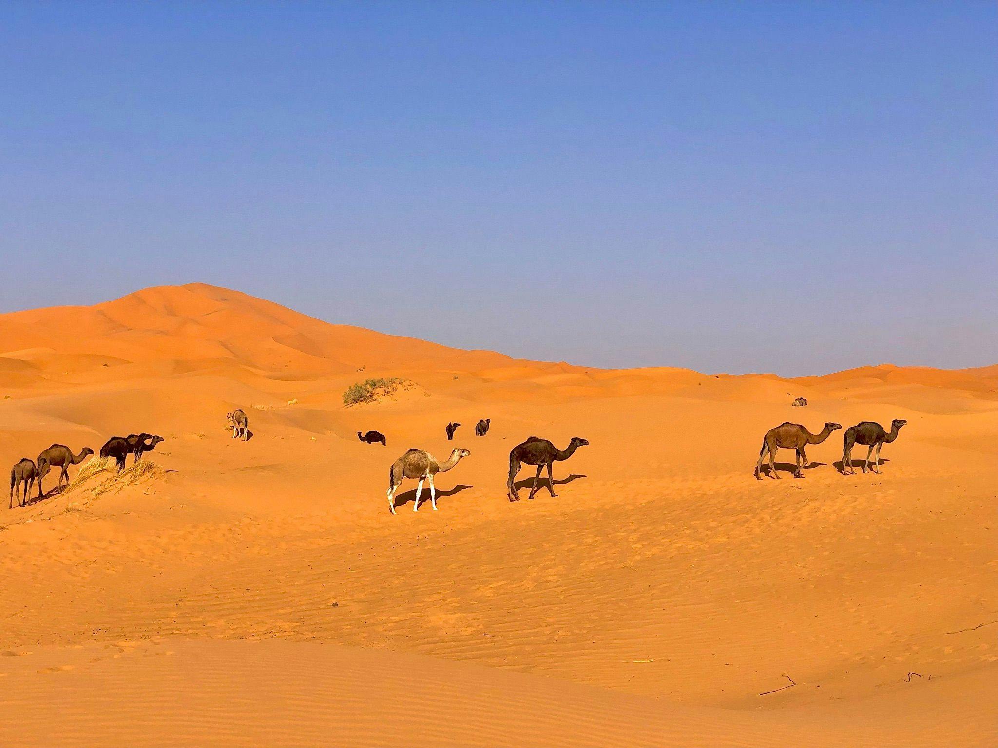Fes to Fes: 2-Day Merzouga Desert Tour in Morocco
